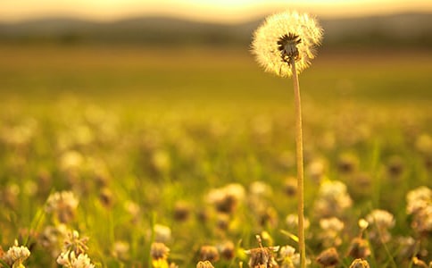 《蒲公英》講課稿