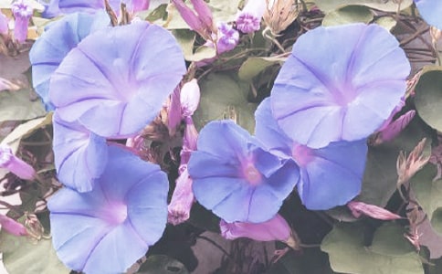 ��ţ��������