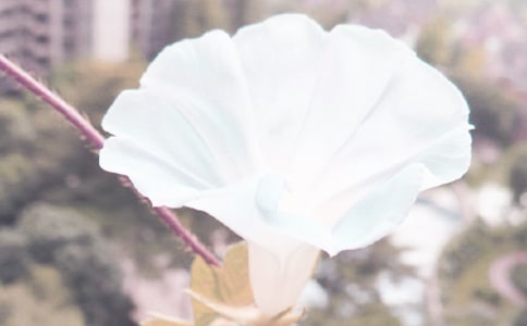 ��ţ�����ġ����T��