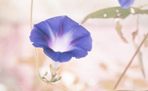 �茑��ţ��������300��