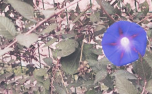 【精華】牽牛花作文四篇