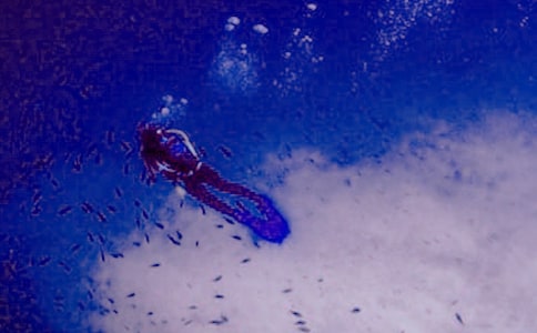 夢見潛水是什么意思