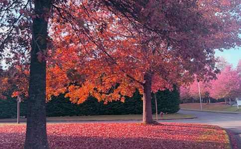 ���Ց������ġ��؂�5ƪ��