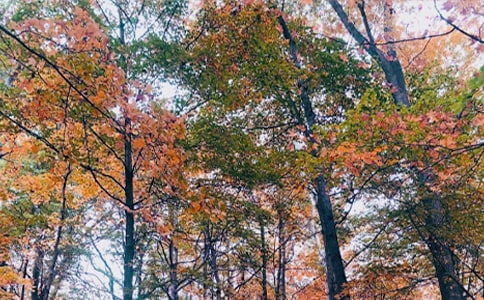 秋日私語作文15篇(薦)