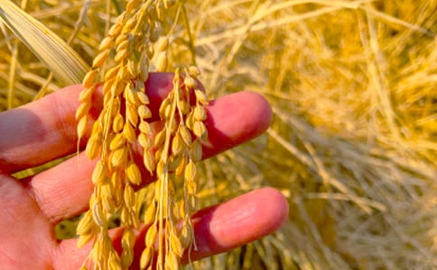 �����ի@��Ԋ��