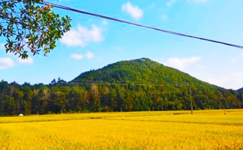 難忘的秋收作文(常用6篇)