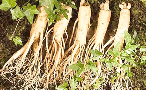 偷吃人參果讀后感