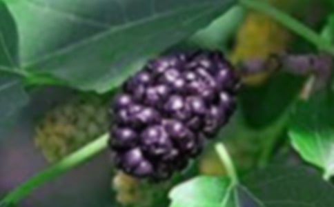 摘桑果作文(精選38篇)