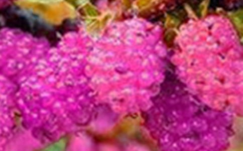 摘桑果作文11篇(實用)