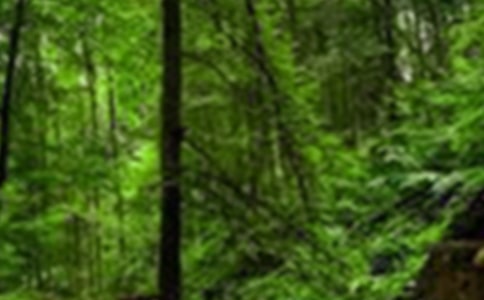 [�؂�]���M��ɭ������15ƪ