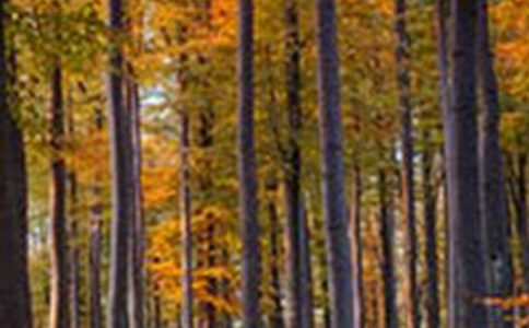 �x��ľż��ɭ�֡��иУ�Ո���o�҂���