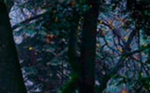 【集合】森林報(bào)讀后感范文