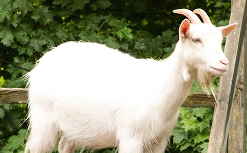 ��ֻɽ���^��ľ�򿴈D��Ԓ7ƪ[��]