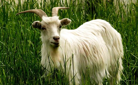 兩只山羊過獨木橋看圖寫話