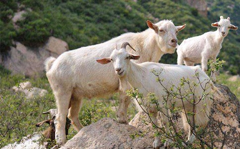 山羊奶奶找針看圖寫話(精選13篇)