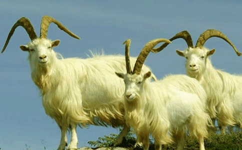 ��ɽ�򲻳����òݡ��x���