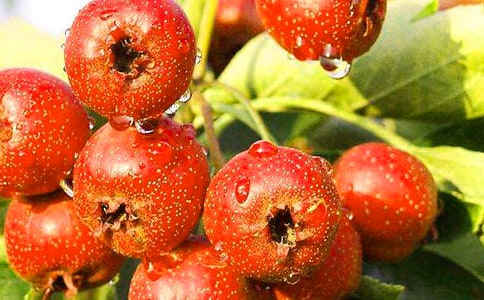 �����䣩ɽ髵�����