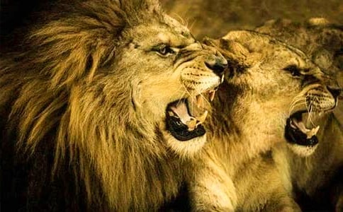 獅子和熊的故事