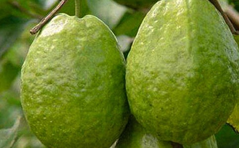 ʯ������ģ����x33ƪ��