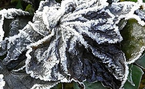 平遠(yuǎn)縣近45年霜凍的變化規(guī)律