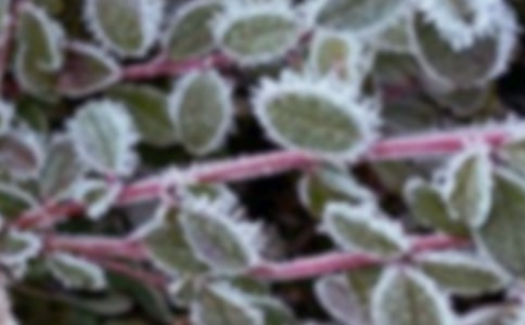 ���䴺��˪���l��Ҏ���c���ؼ��g