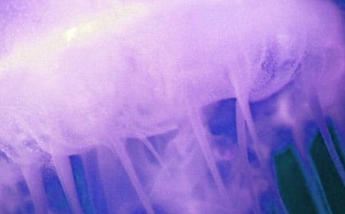 �ɐ۵�ˮĸ����