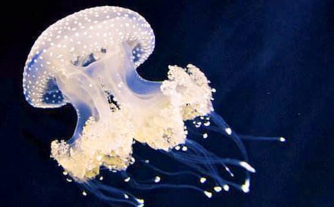 父愛如水母愛如水作文