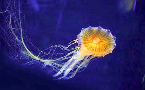 關于水母的作文