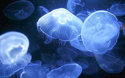 ����ˮĸ���Bֳ����