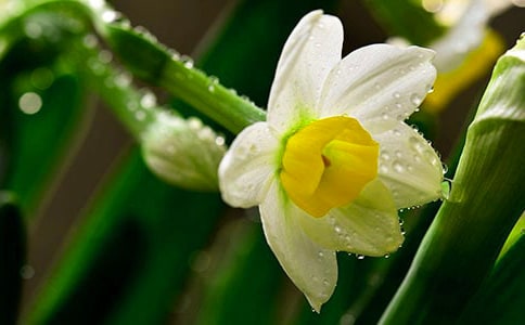 水仙的作文合集(15篇)