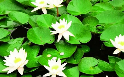 【優秀】睡蓮的作文15篇