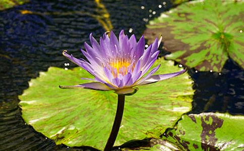 (����)���õ�˯ɏ����300��