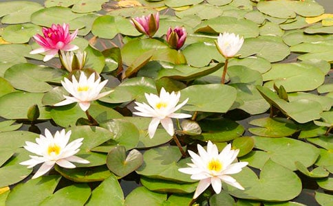 �N˯ɏ����