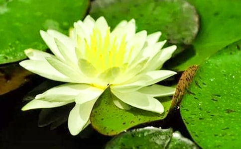 (通用)綻放的睡蓮作文7篇