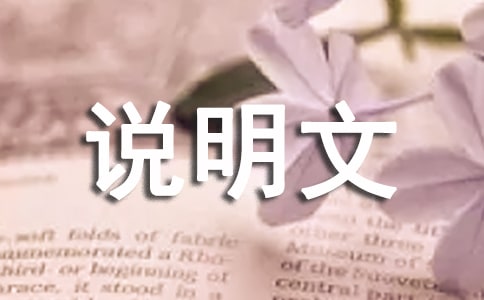 關于狼的說明文500字