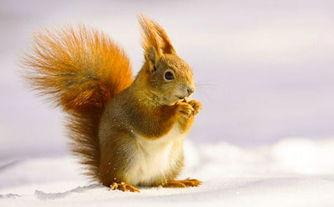 小松鼠作文【精選14篇】