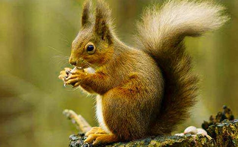 可愛(ài)的小松鼠作文錦集14篇
