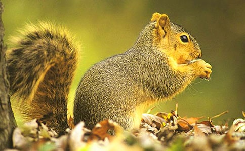 (集合)關于松鼠的作文