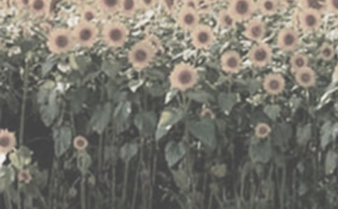 ̫ꖻ����ľ��x15ƪ