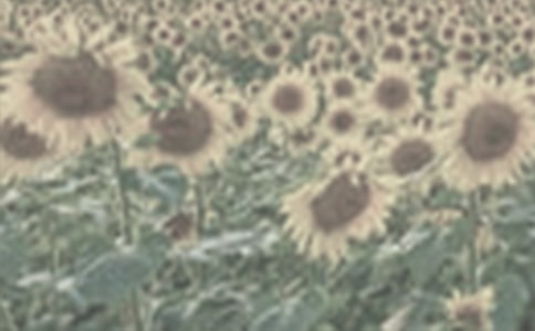 (精華)神奇的太陽花女孩讀后感