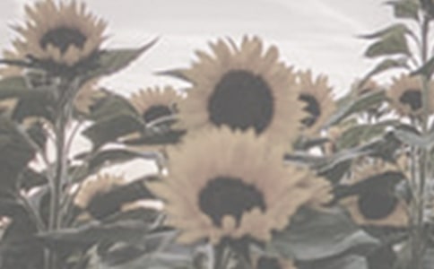 ���؂䡿̫ꖻ�������300��