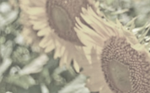 ̫ꖻ�������ƪ