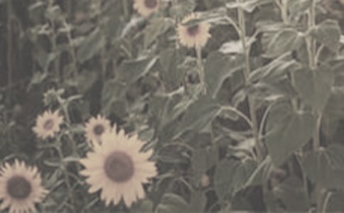 《種一片太陽(yáng)花》教學(xué)扎記