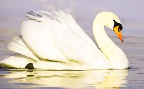 天鵝湖作文(常用15篇)