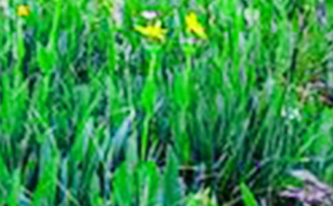 ���M��Ұ����