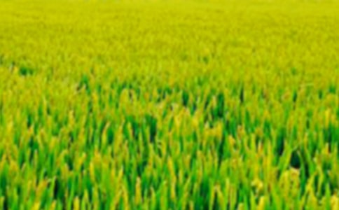 �����㣩��������Ұ����