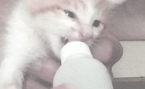 新生兒每次喂奶時間是什么時候