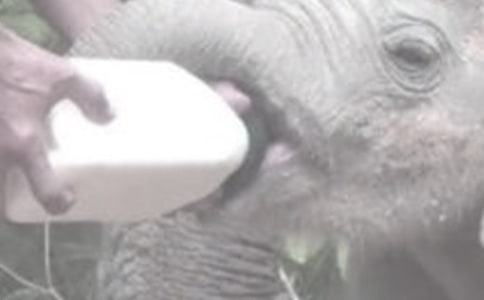 �a��l�����Խo����ι�̆᣿