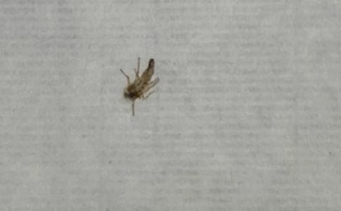 打蚊子作文(合集15篇)