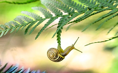 課本劇《蝸牛的獎杯》